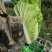 精品沙地大白菜大量上市颜色绿菜型好远销全国各地456斤