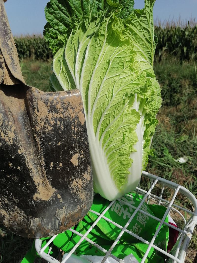 精品沙地大白菜大量上市颜色绿菜型好远销全国各地456斤