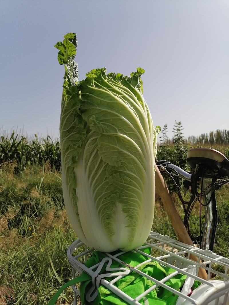 精品沙地大白菜大量上市颜色绿菜型好远销全国各地456斤