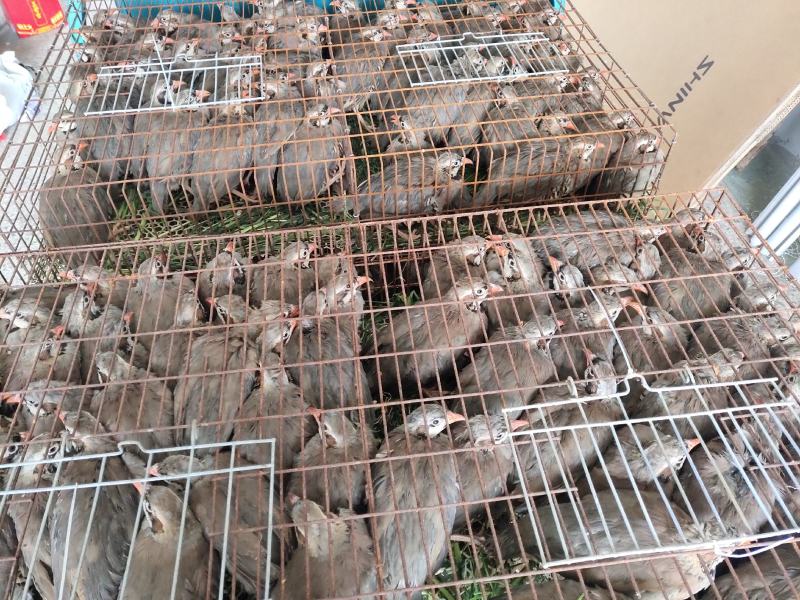 鹧鸪活禽，肉质鲜嫩，产地一手货源，对接大型批发商，欢迎来