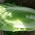宁夏银川大白菜大量上市菜型好，需要的老板联系。全国代发