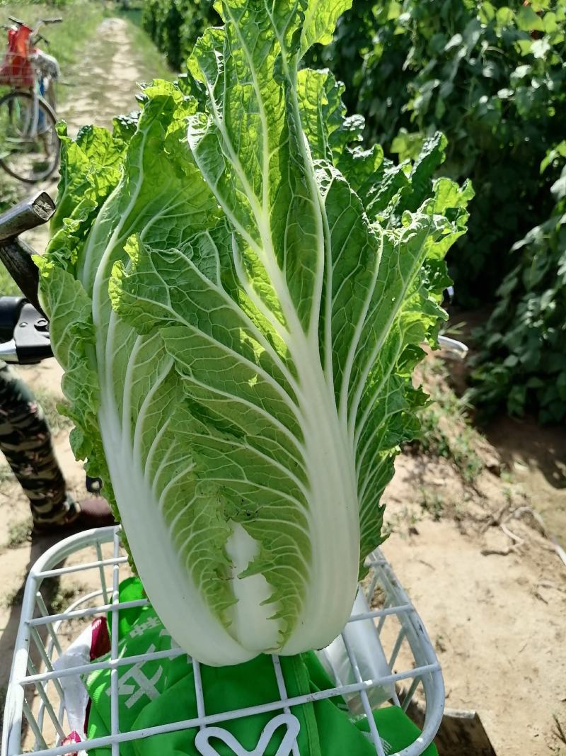 宁夏银川大白菜大量上市菜型好，需要的老板联系。全国代发