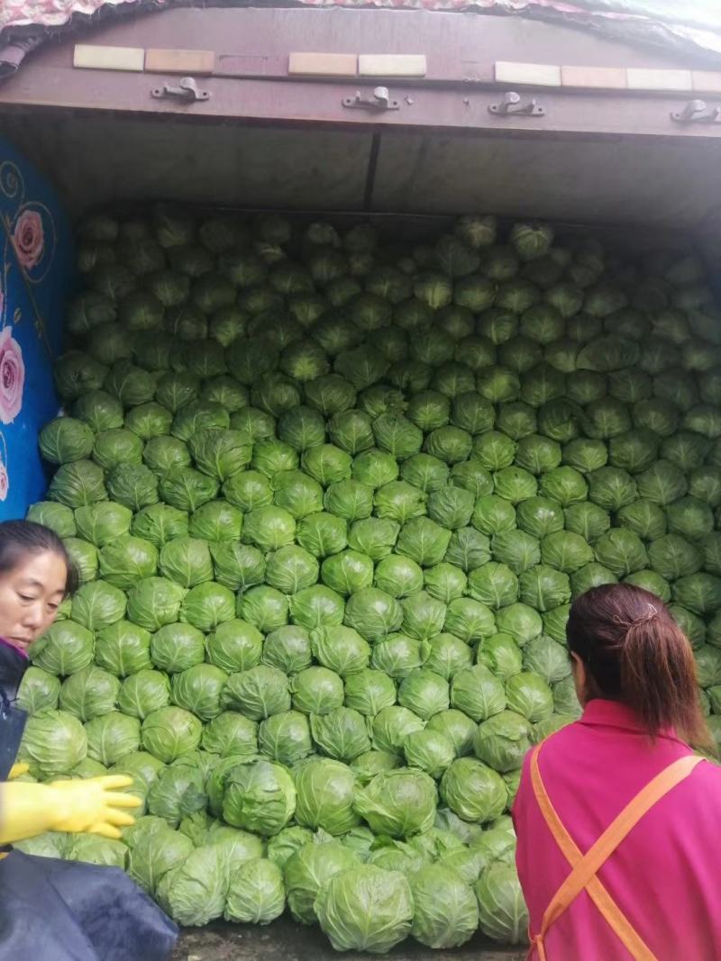 河北甘蓝圆包菜颜色鲜绿菜宣产地直发保质保量！