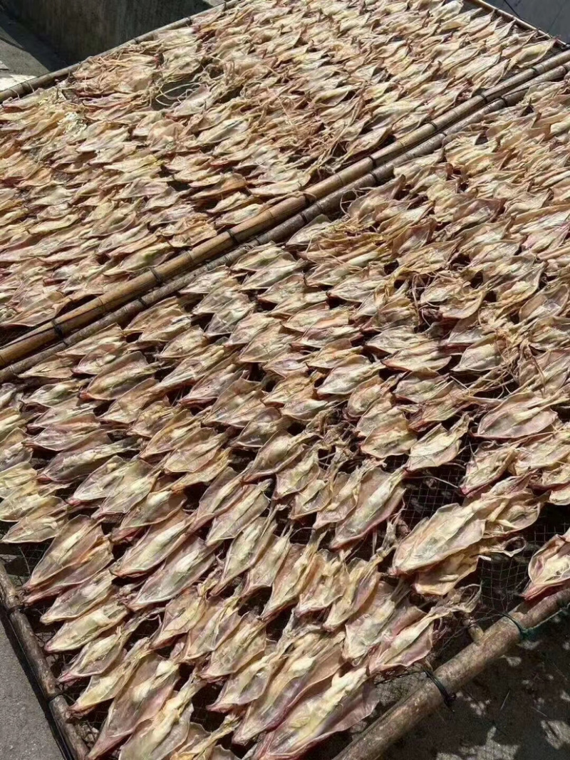 鱿鱼母本港个个带卵各个带卵