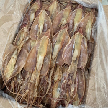 鱿鱼母本港个个带卵各个带卵