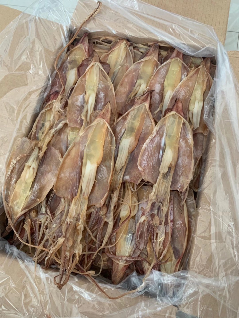 鱿鱼母本港个个带卵各个带卵