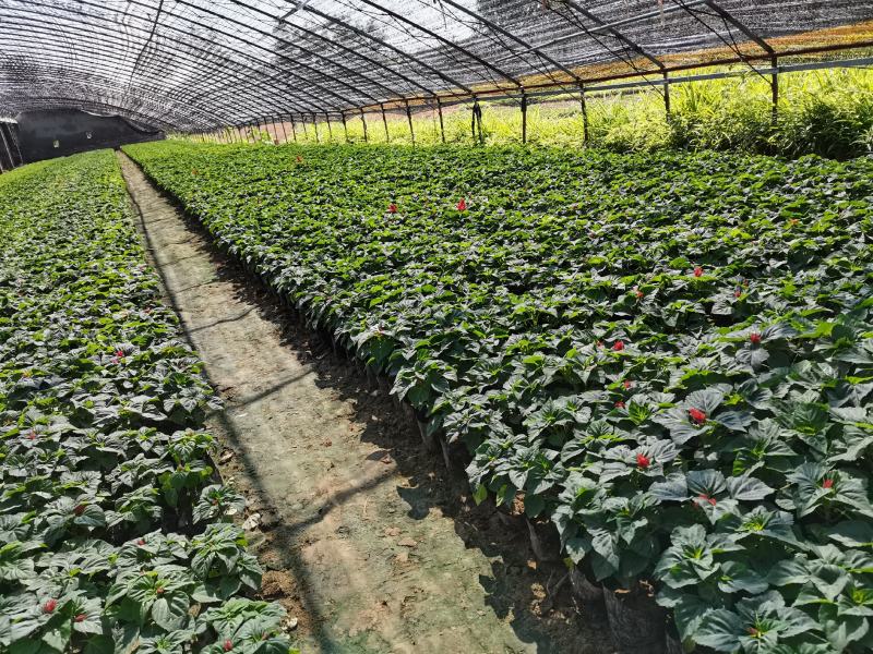 千头菊/国庆菊花基地