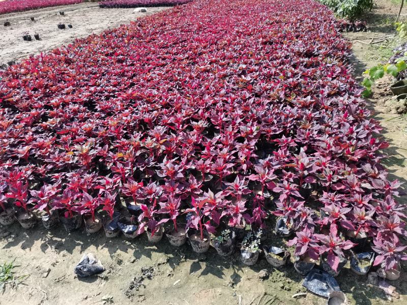 千头菊/国庆菊花基地