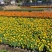 千头菊/国庆菊花基地