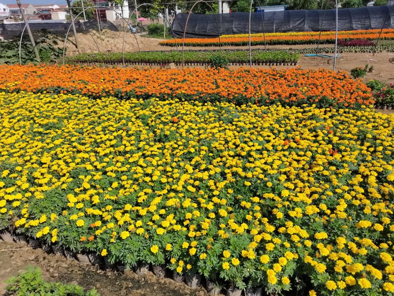 千头菊/国庆菊花基地