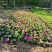 千头菊/国庆菊花基地