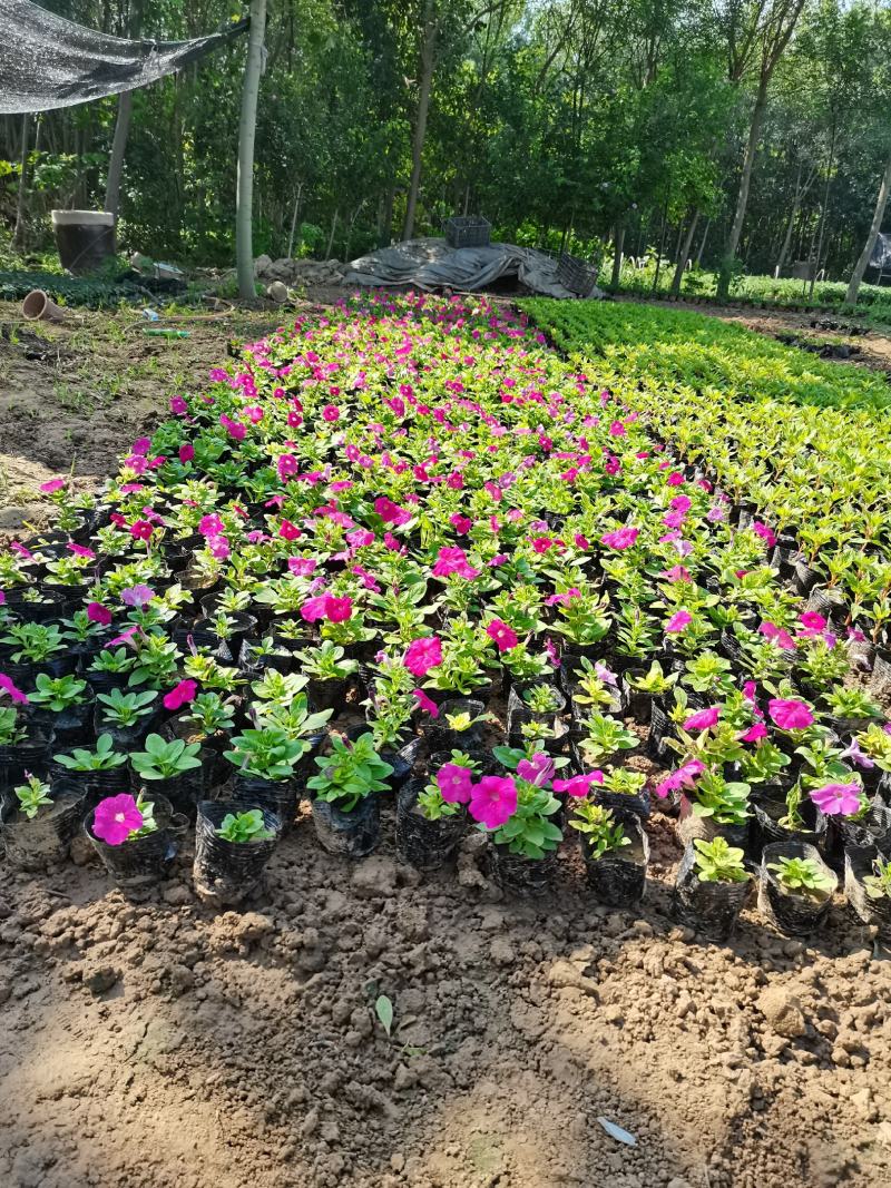 千头菊/国庆菊花基地
