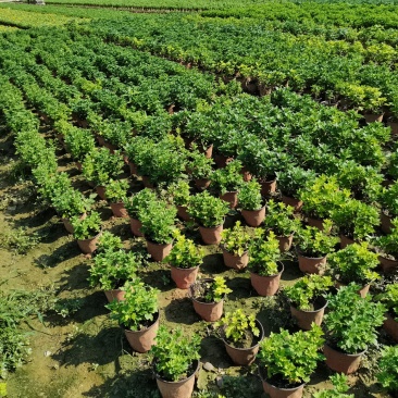 千头菊/国庆菊花基地