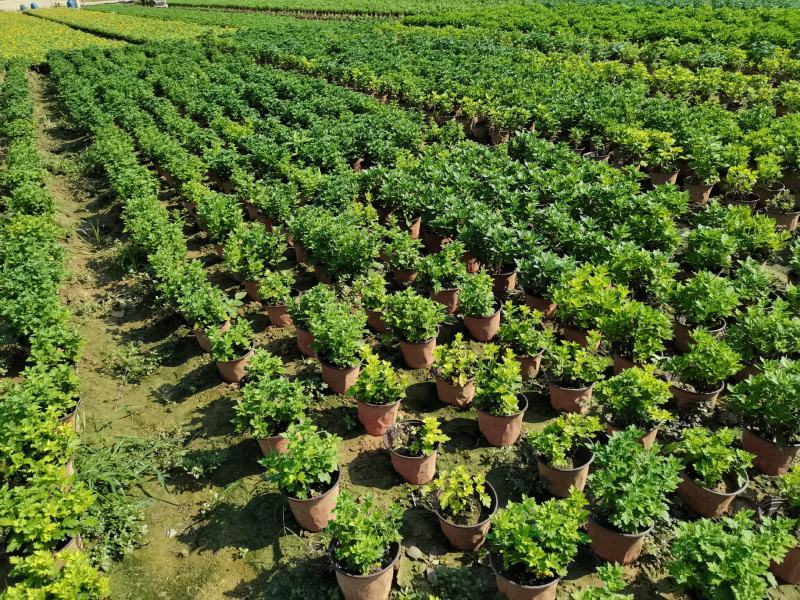 千头菊/国庆菊花基地