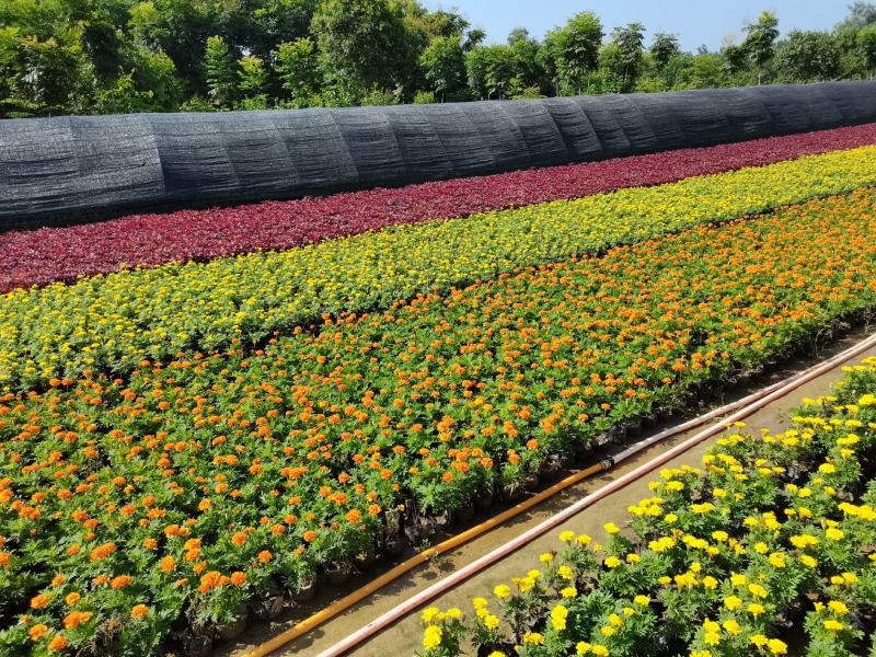 千头菊/国庆菊花基地