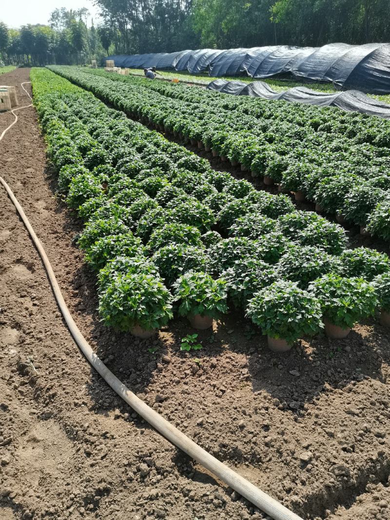 千头菊/国庆菊花基地
