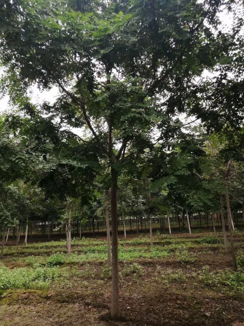 北京栾北京栾10—18公分量大