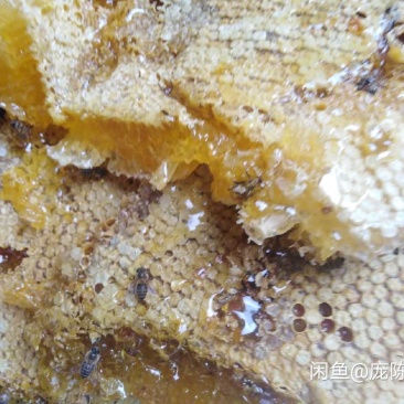 土蜂蜜素子沟土蜂蜜岷县板桥土蜂蜜