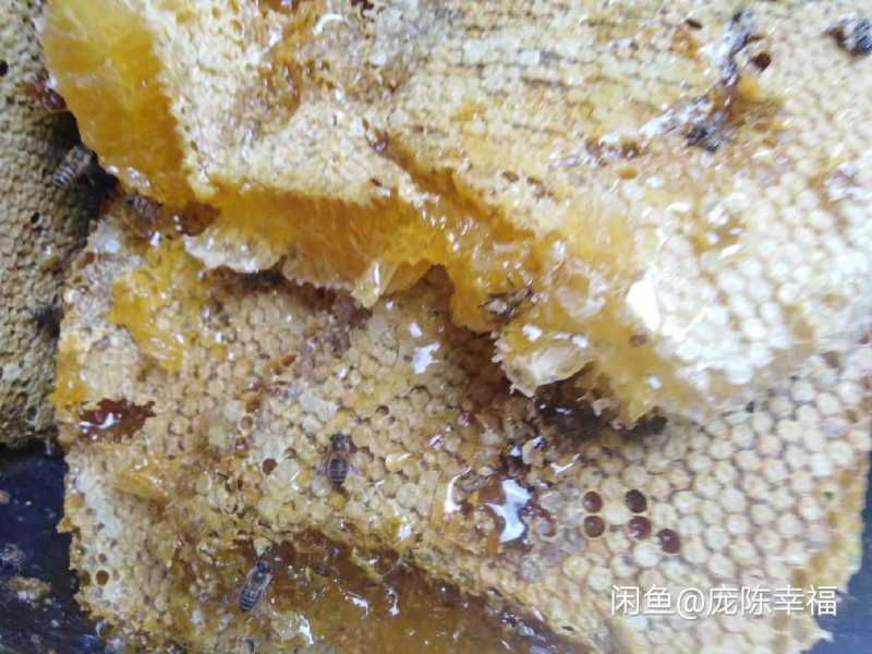 土蜂蜜素子沟土蜂蜜岷县板桥土蜂蜜