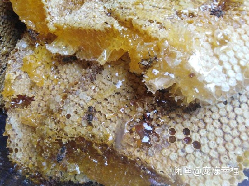 土蜂蜜素子沟土蜂蜜岷县板桥土蜂蜜