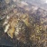 土蜂蜜素子沟土蜂蜜岷县板桥土蜂蜜