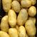 河北邯郸荷兰十五土豆大量现货，欢迎新老客户，诚信经营