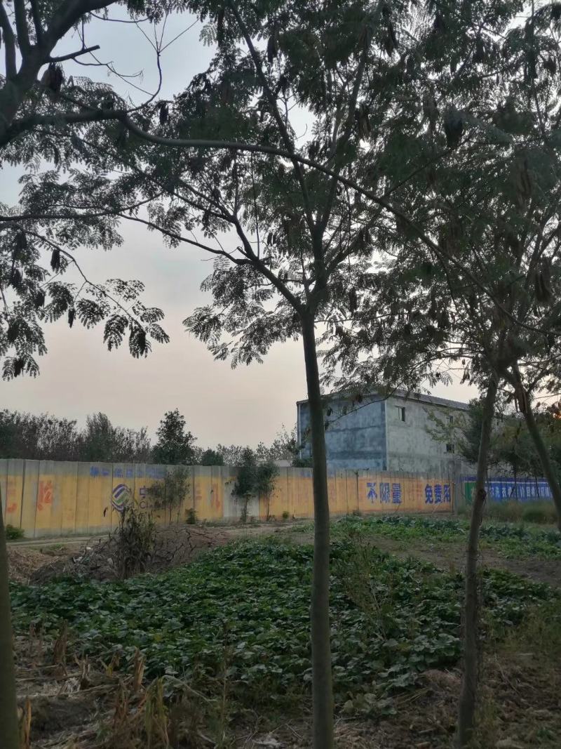 合欢苗，地径1～2公分高度2米左右合欢当年苗