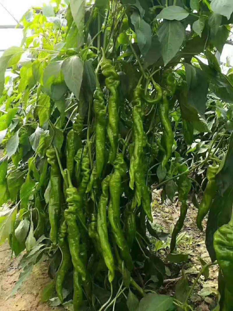 各类蔬菜各种辣椒彩椒种子种苗