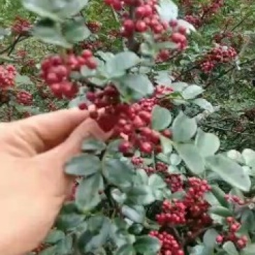 大量求购大理丽江新鲜货干货