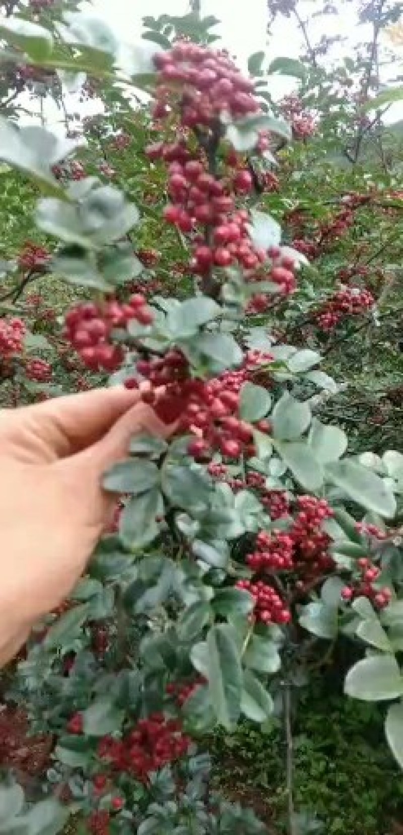 大量求购大理丽江新鲜货干货