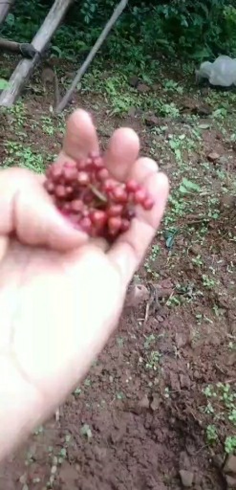 大量求购大理丽江新鲜货干货