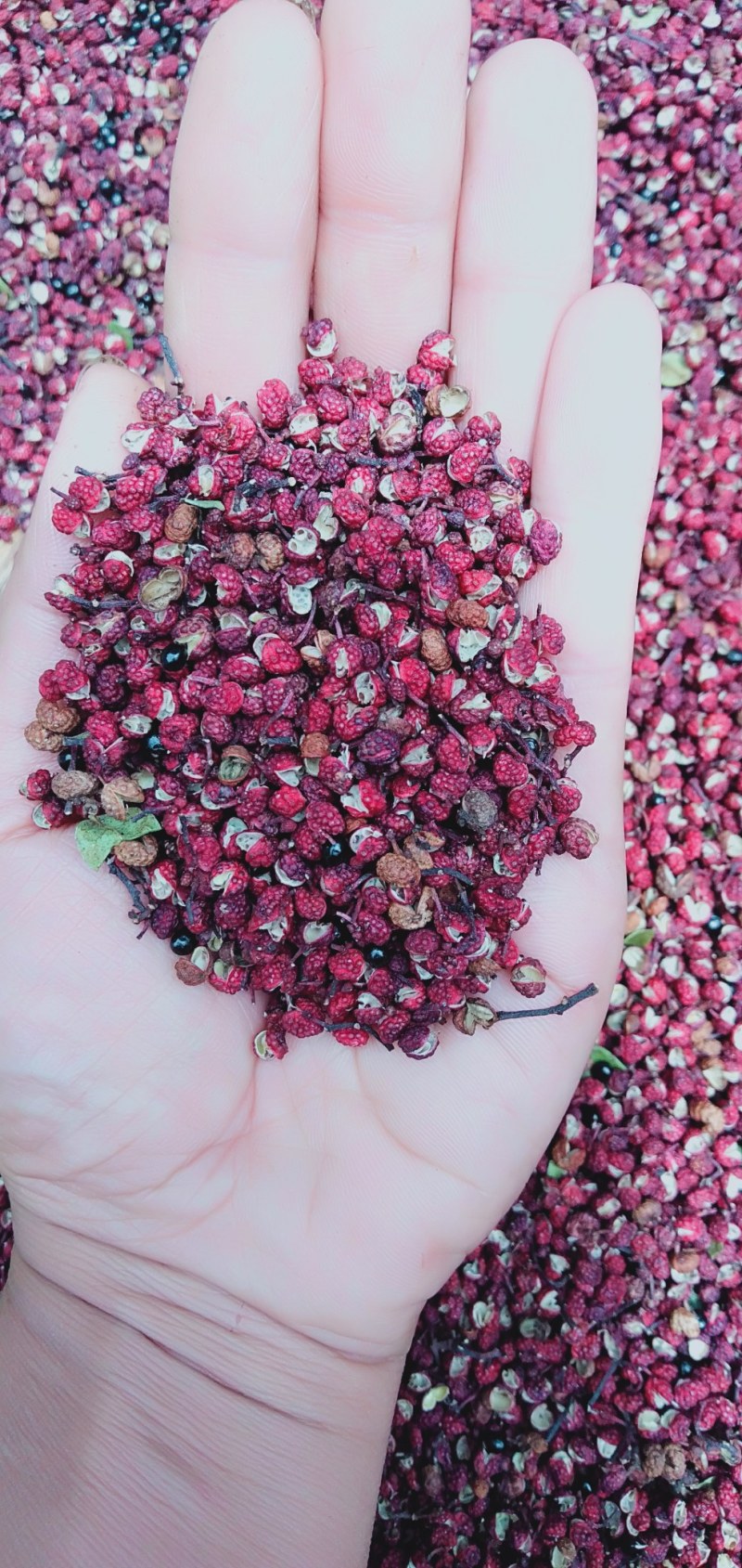 大量求购大理丽江新鲜货干货