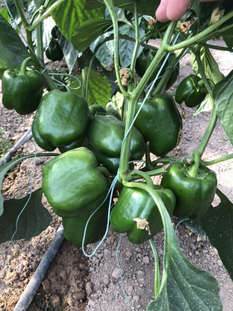 各类蔬菜各种辣椒彩椒种子种苗