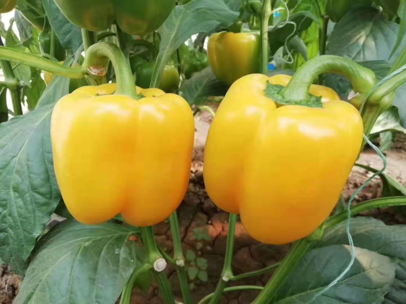 各类蔬菜各种辣椒彩椒种子种苗