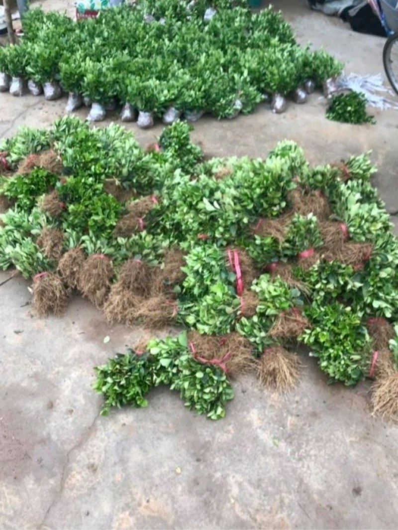卫矛卫矛苗根系发达成活率高基地直销