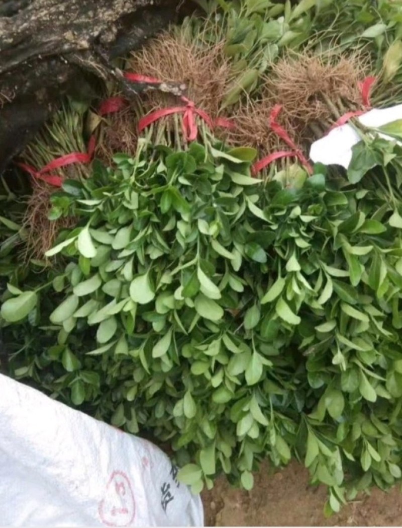 卫矛卫矛苗根系发达成活率高基地直销
