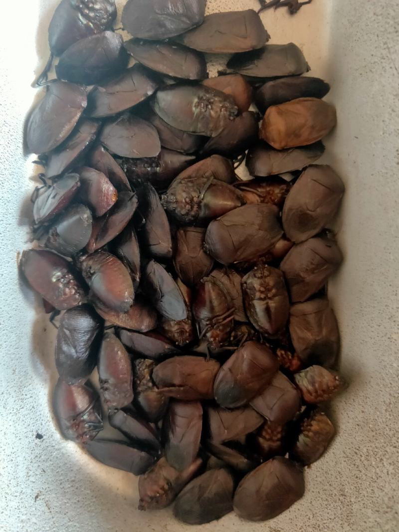 九香虫新货量大优惠代抓各种药方不满意可以退换