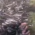 （鱼苗）中华刺鳅，又名刀鳅，刀割，淡水鱼