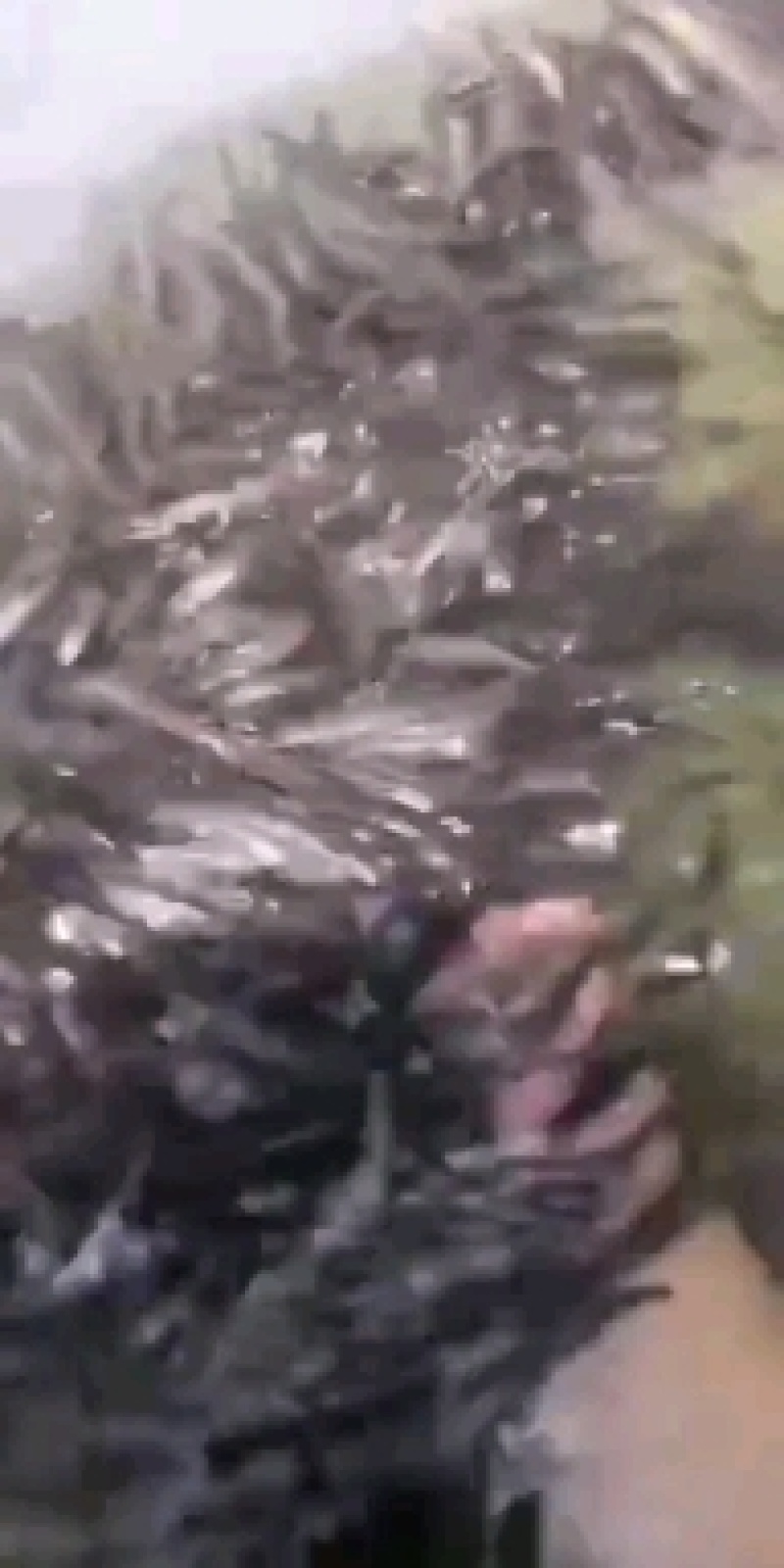 （鱼苗）中华刺鳅，又名刀鳅，刀割，淡水鱼