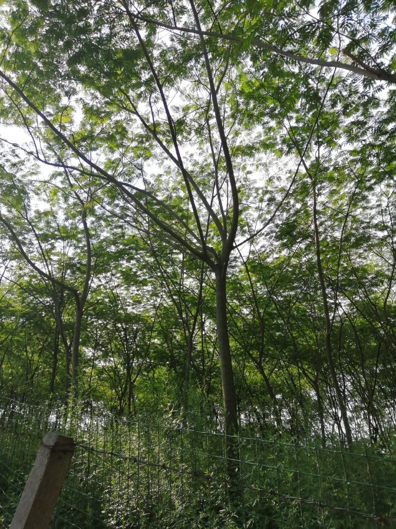 合欢小苗价格美丽量大从优先到先得诚信经营