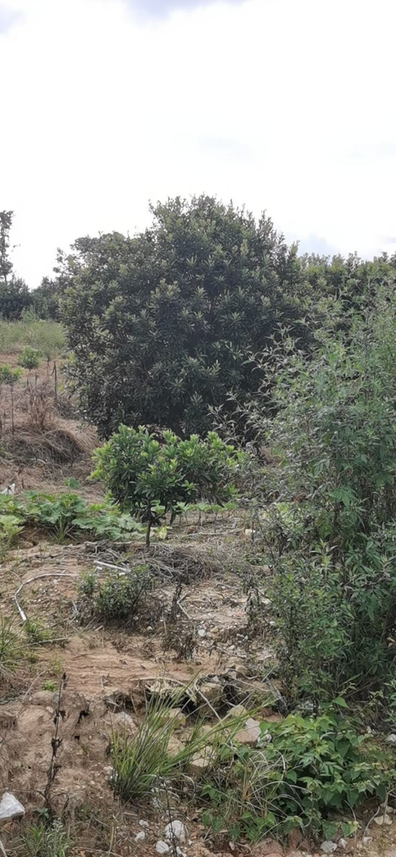 断根杨梅树，广东杨梅球，福建杨梅树