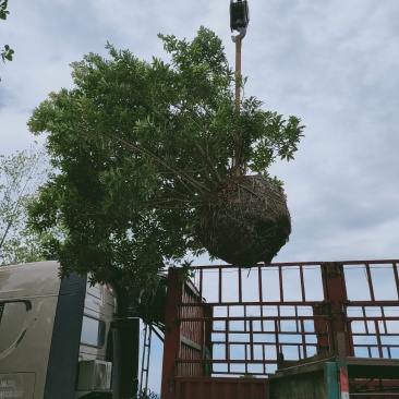 断根杨梅树，广东杨梅球，福建杨梅树