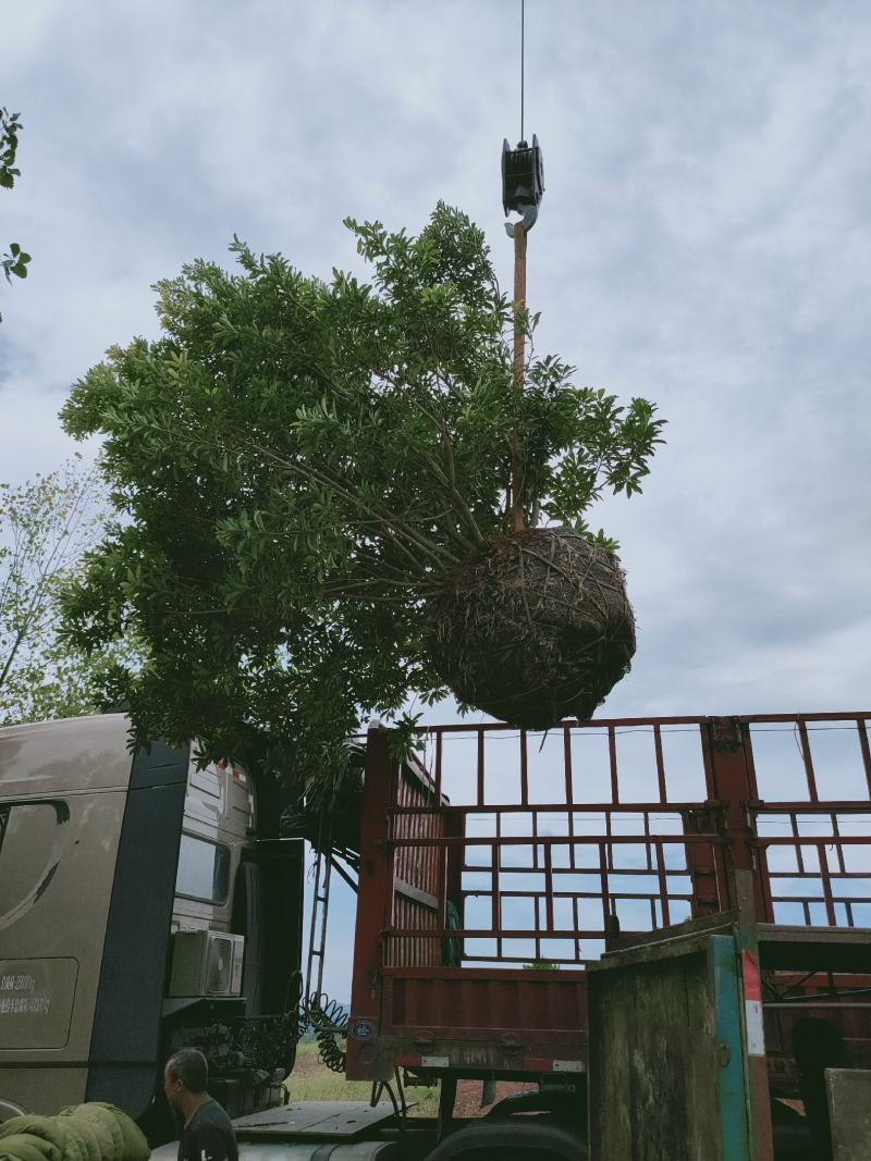 断根杨梅树，广东杨梅球，福建杨梅树