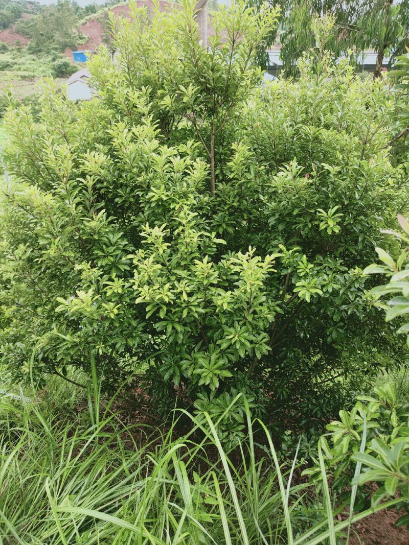 断根杨梅树，广东杨梅球，福建杨梅树