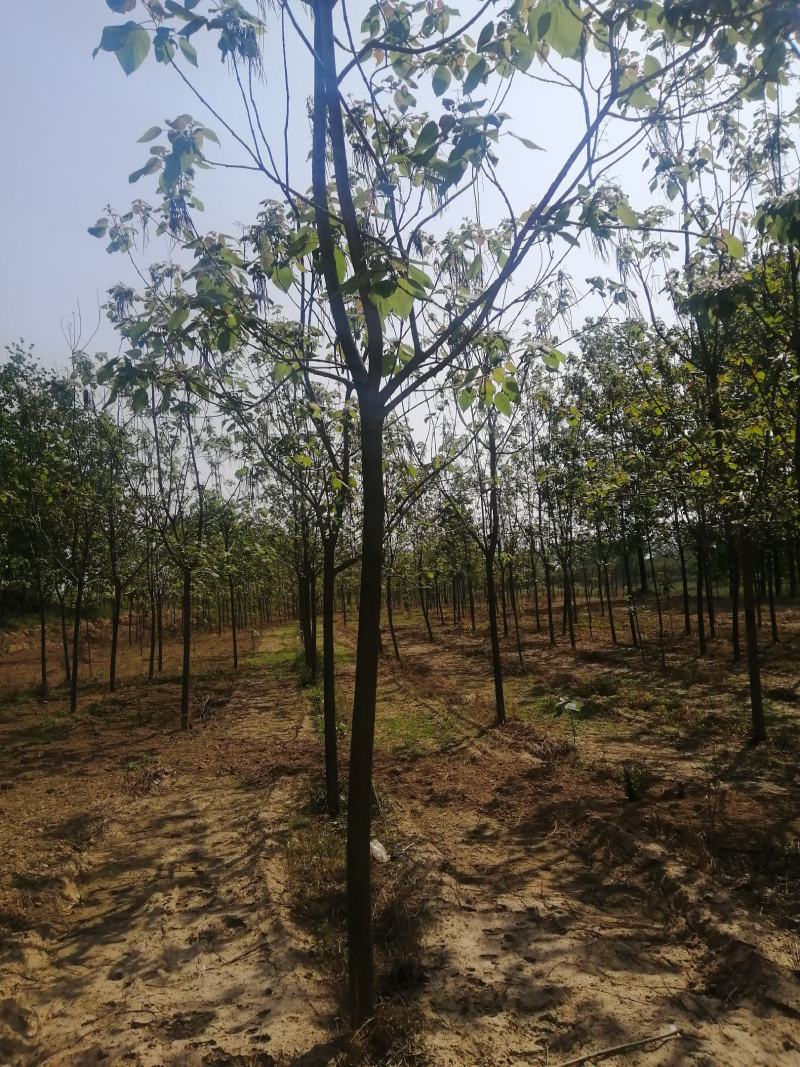 8公分精品楸树价格美丽树形优美量大从优先到先得