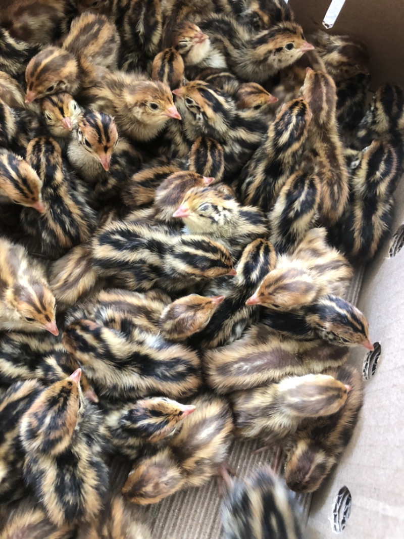 鹌鹑苗产蛋鹌鹑苗大量供应孵厂直销包运输损耗