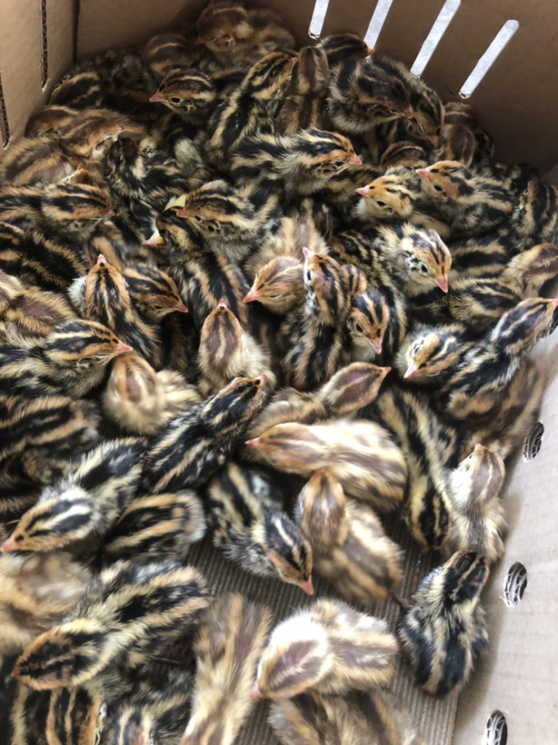 鹌鹑苗产蛋鹌鹑苗大量供应孵厂直销包运输损耗