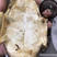 龟板正品现货旱龟板制龟板生龟板灸龟板实拍