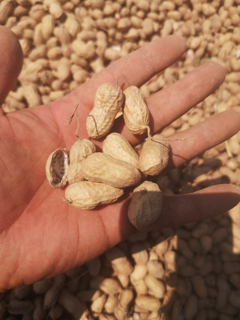 开封纯沙地带壳花生干花生，油料花生大量上市