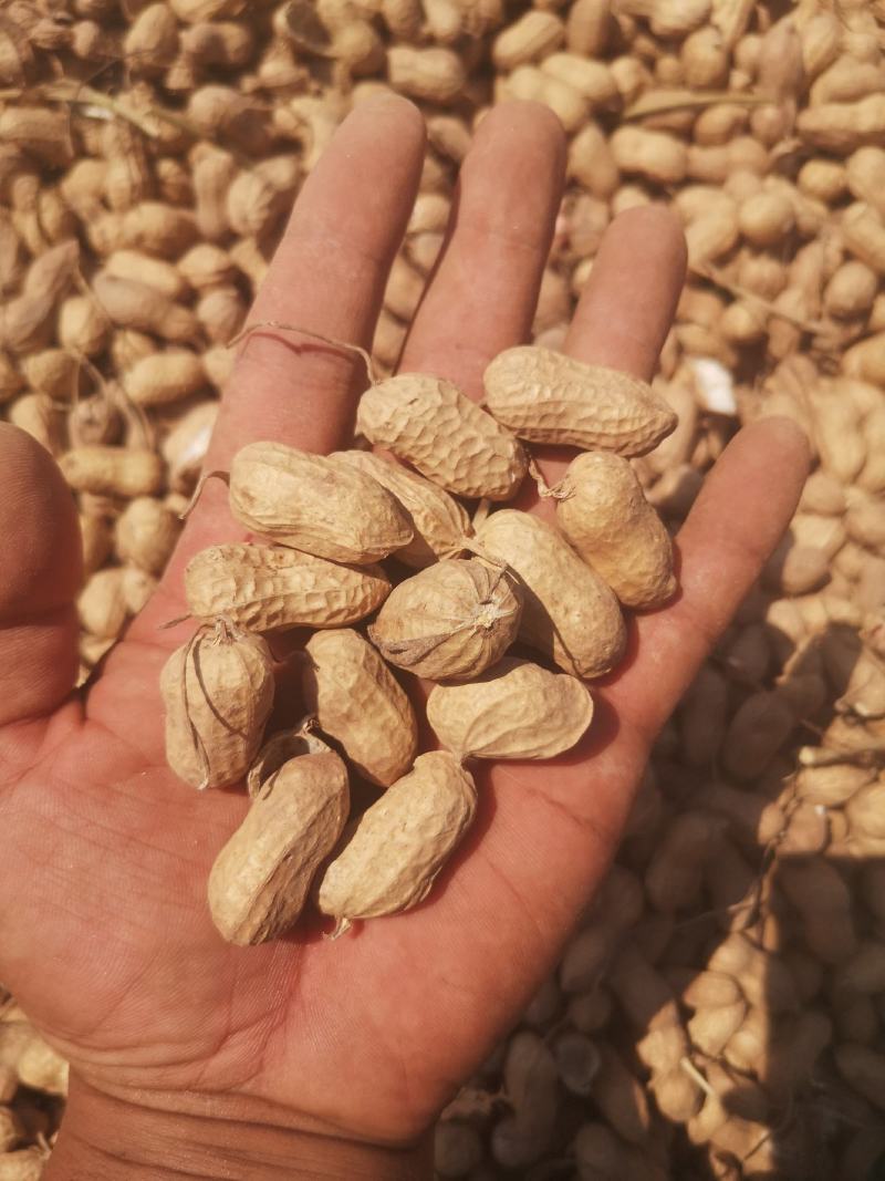 开封纯沙地带壳花生干花生，油料花生大量上市